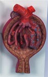 Malpighian Corpuscle of Kidney Model, 700 times full-size